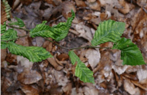 In late stages, beech leaf disease may cause extreme leaf distortion and curling. Photo courtesy of John Pogacnik, Ohio DNR.