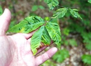 Puckering, or raised areas between veins, may distort leaf shape. Photo courtesy of Jim Chatfield, OSU Extension.