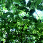 Beech Leaf Disease identified and confirmed at Legacy’s Creekshead Preserve