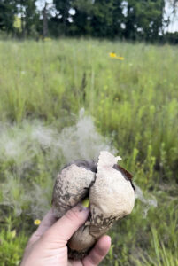 exploding-puffball-mushroom_photo-by-Camyn-Brent