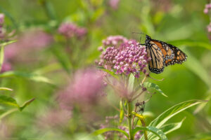 Monarch butterfly on swamp milkweed - Photo by John Metzler