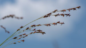Johnson-Preserve-Prairie-BioBlitz_switch-grass-flowering_photo-by-John-Metzler