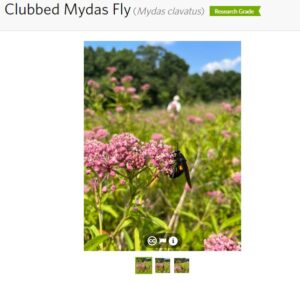 Chubbed Mydas Fly - iNat observation