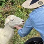 Shepherding in a new management method