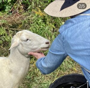 A volunteer checks on a sheep - Photo by Adela Pinch