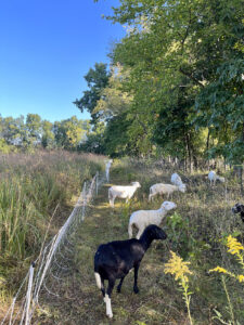 Project Mow sheep eating woody invasive plants in the hedgerow of Johnson Preserve - Photo by Adela Pinch