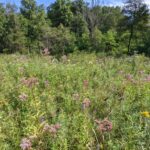 Legacy accepts land donation creating Iron Creek Preserve
