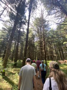 Attendees walk through the pine forest.