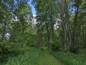 Green trail with large trees on each side. Blue sky and clouds peek through the forest canopy.