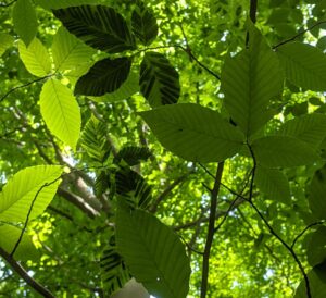 n infected beech tree at Creekshead Preserve. Notice the patchy coloration on the leaves, a strong indicator of Beech Leaf Disease.