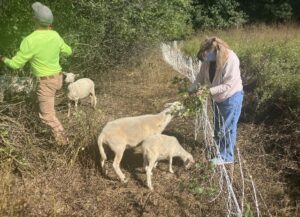 Chuck and his wife feed the sheep invasive buckthorn branches.