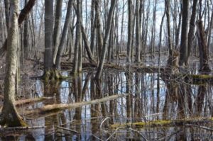 The Johnson Preserve forest floor covered in water in the spring