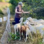 Prescribed grazing: Hungry sheep do more than manage invasive plant species