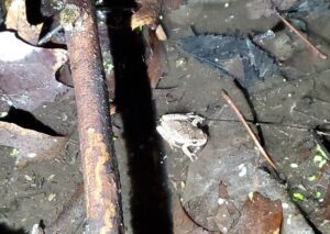 Spring peeper frog at night in a low wet depression