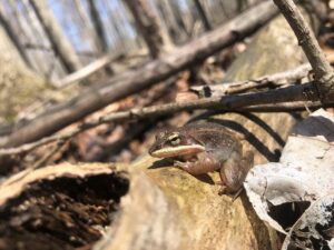 wood frog on a log