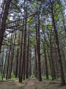 pine needle covered path under towering pine trees at Beckwith Preserve