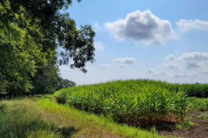 Corn stalks on a farm field with blue skies.