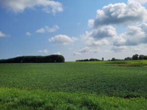 Open green field with blue skies and barn in the background.