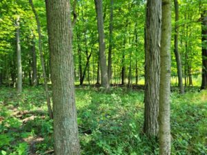 Large trees in the green forest.