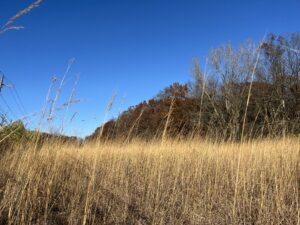 Grasses turned brown in the fall at Johnson Preserve