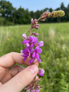 Purple showy tick trefoil in the field at Johnson Preserve