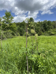 Tall American angelica growing in the fen at Iron Creek Preserve