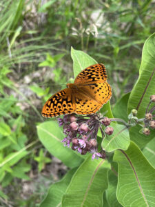 Orange and black fritilliary butterfly on common milkweed plant