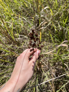 Foxglove beardtongue seedpods at Johnson Preserve