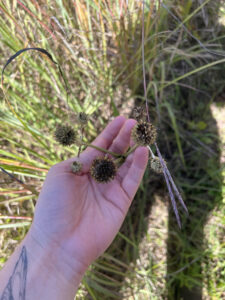Rattlesnake master seeds at Johnson Preserve