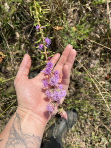 Purple rough blazing star flowering plant at Sharon Hills Preserve