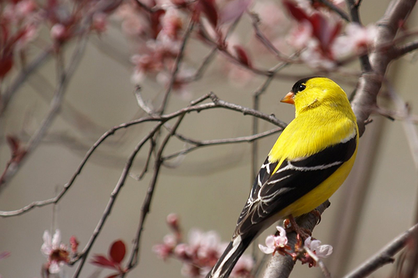 American goldfinch Photo by Dave-Foster