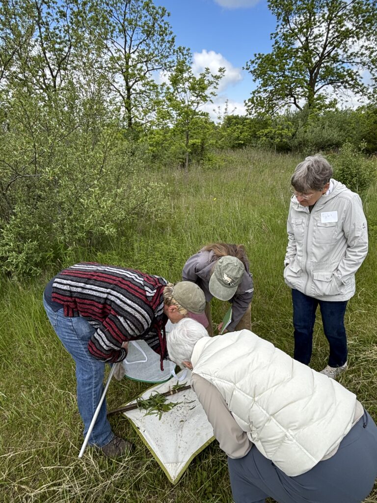 Man showing bugs on a mat to three people