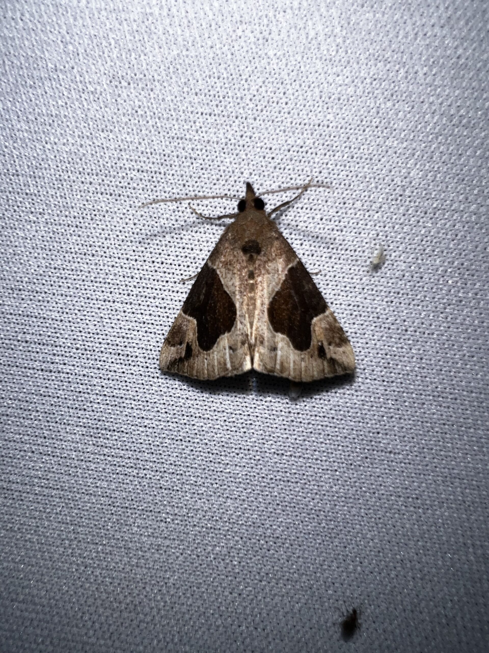 Light brown and dark brown Flowing lined snout moth