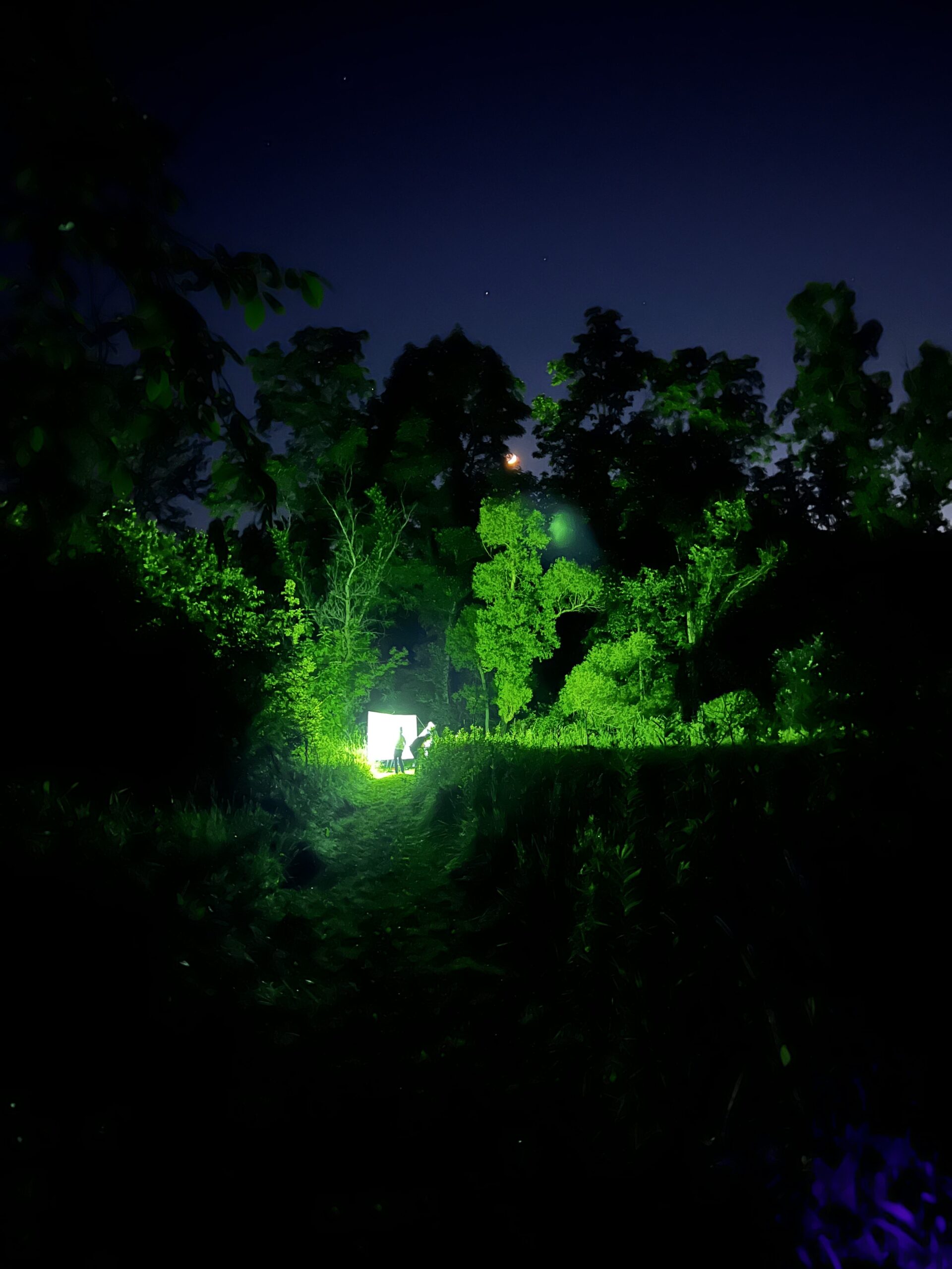 Drawn to the Light: How Mothing Illuminates Biodiversity at Iron Creek Preserve