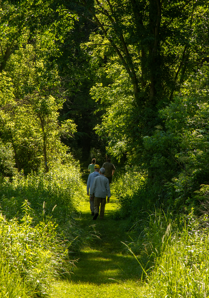 People walking on a green trail surrounding by tall green trees.