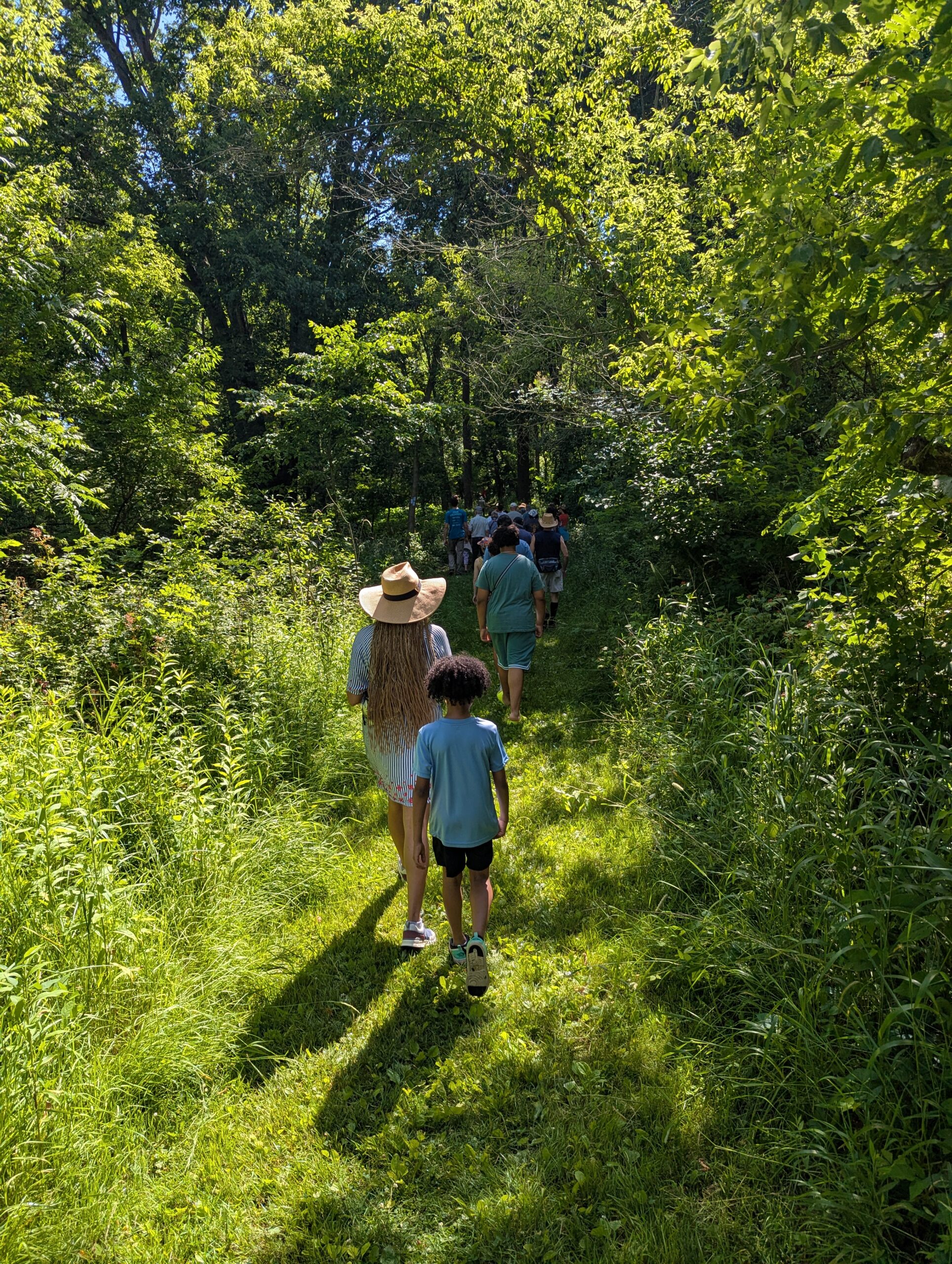 Many people walking on a green path into a forest of tall green trees.