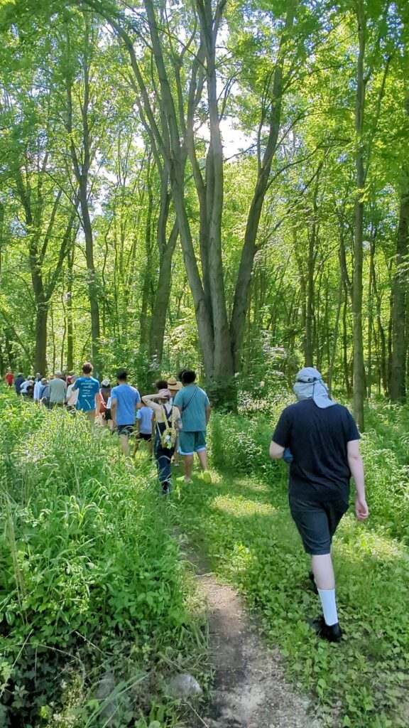 Many people walking in a line on a trail path through tall green trees.