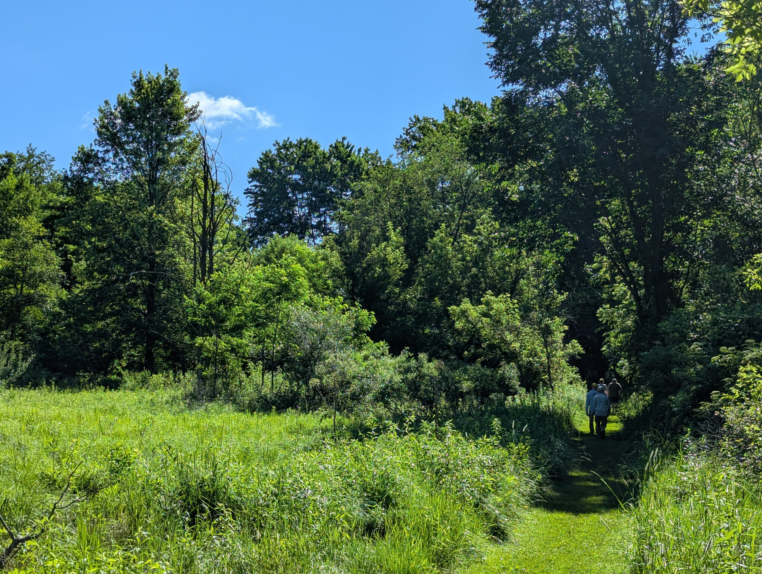 People walking on a green path surrounding by green plants and trees with blue sky above them.