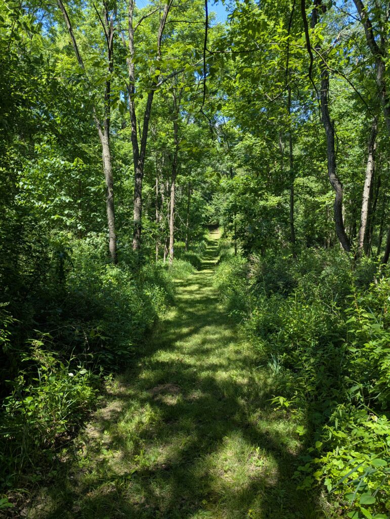 Wide green trail surrounded by green trees and blue sky above.
