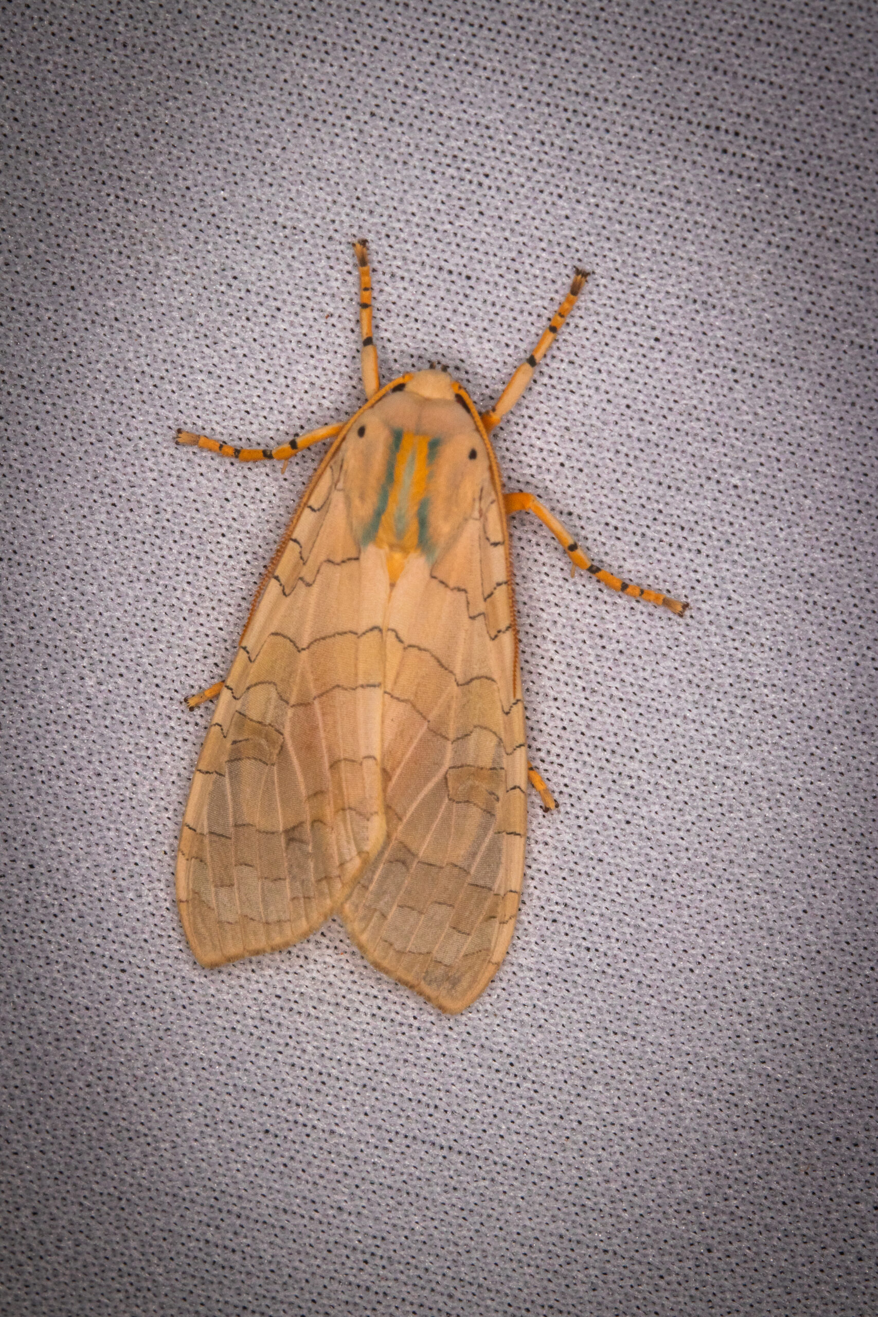Light brown, cream, and orange Banded tussock moth