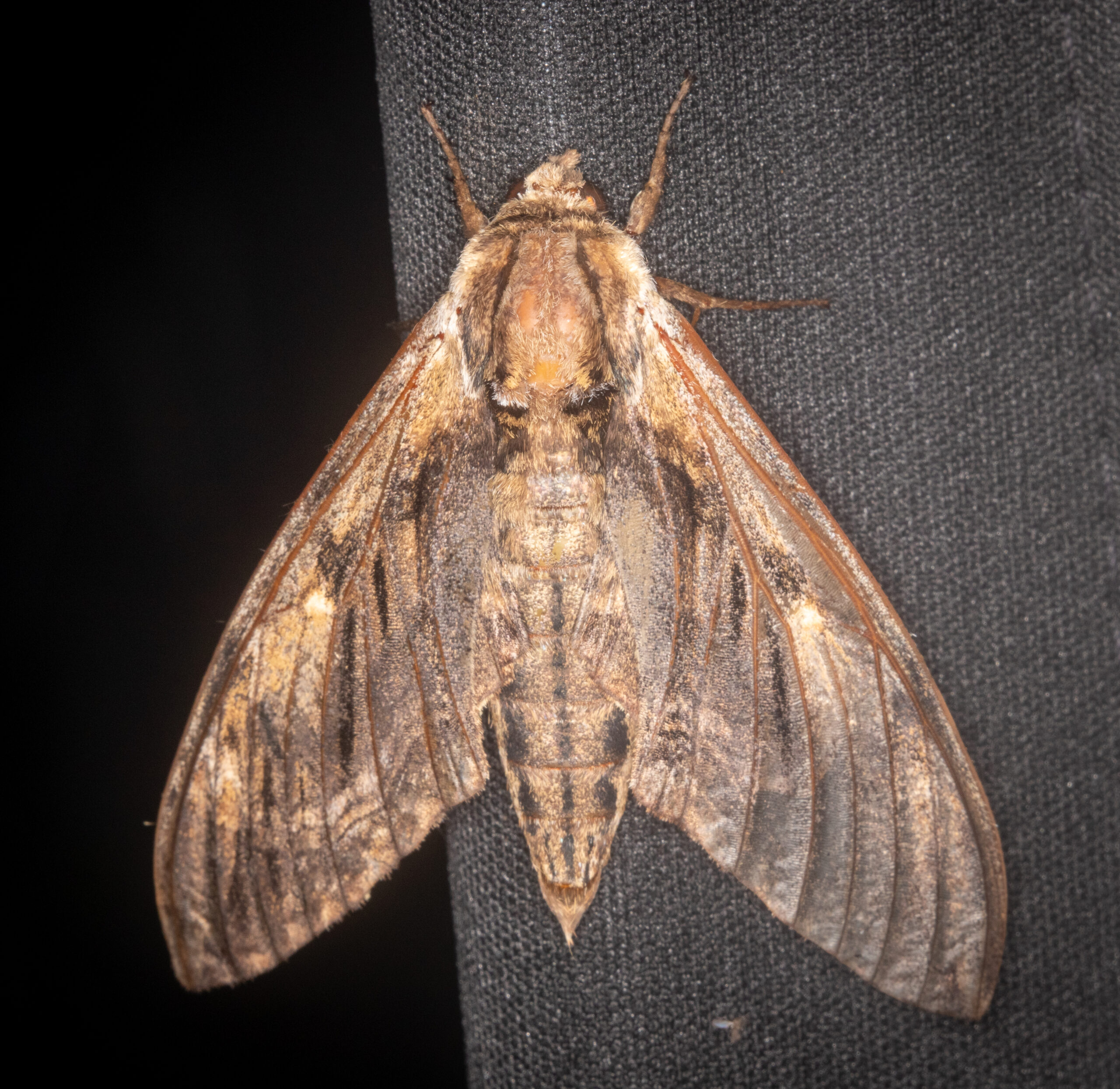 Light brown and white elm sphinx