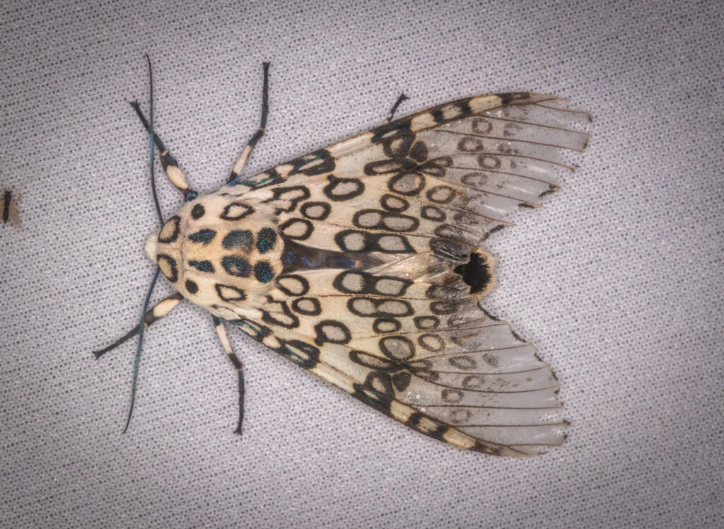 Black and white spotted giant leopard moth