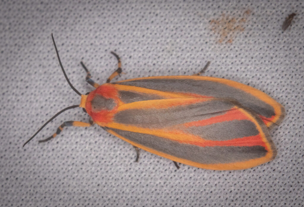 Black and red moth on a screen