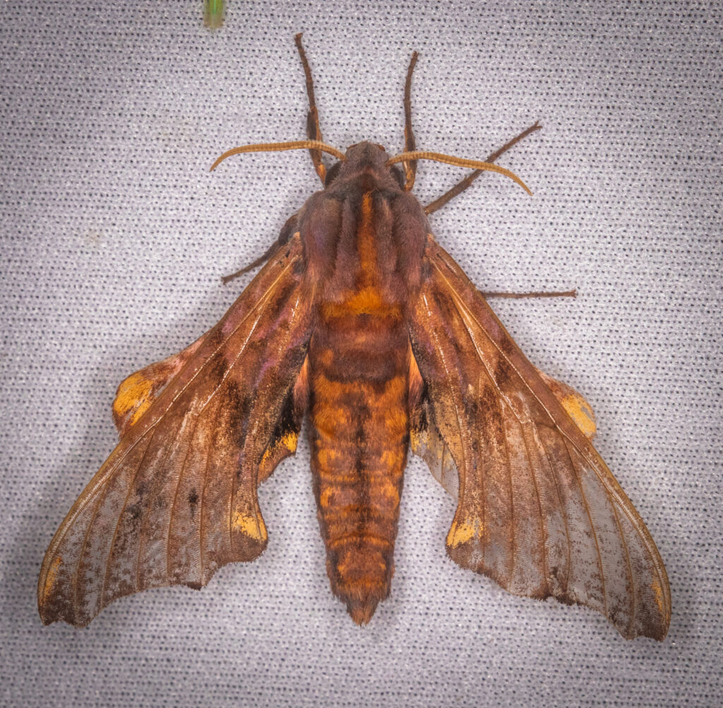 Orange and brown Small eyed sphinx