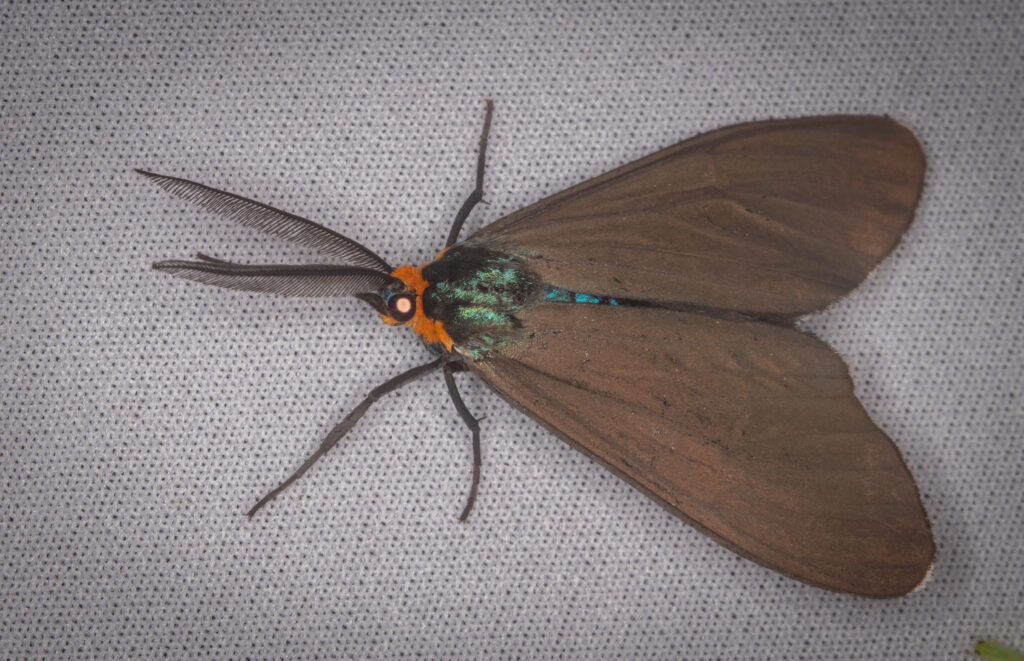 Brown, black, and red Virginia ctenucha moth