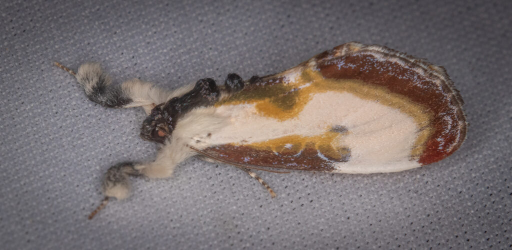 White, brown, and gold Wood nymph moth