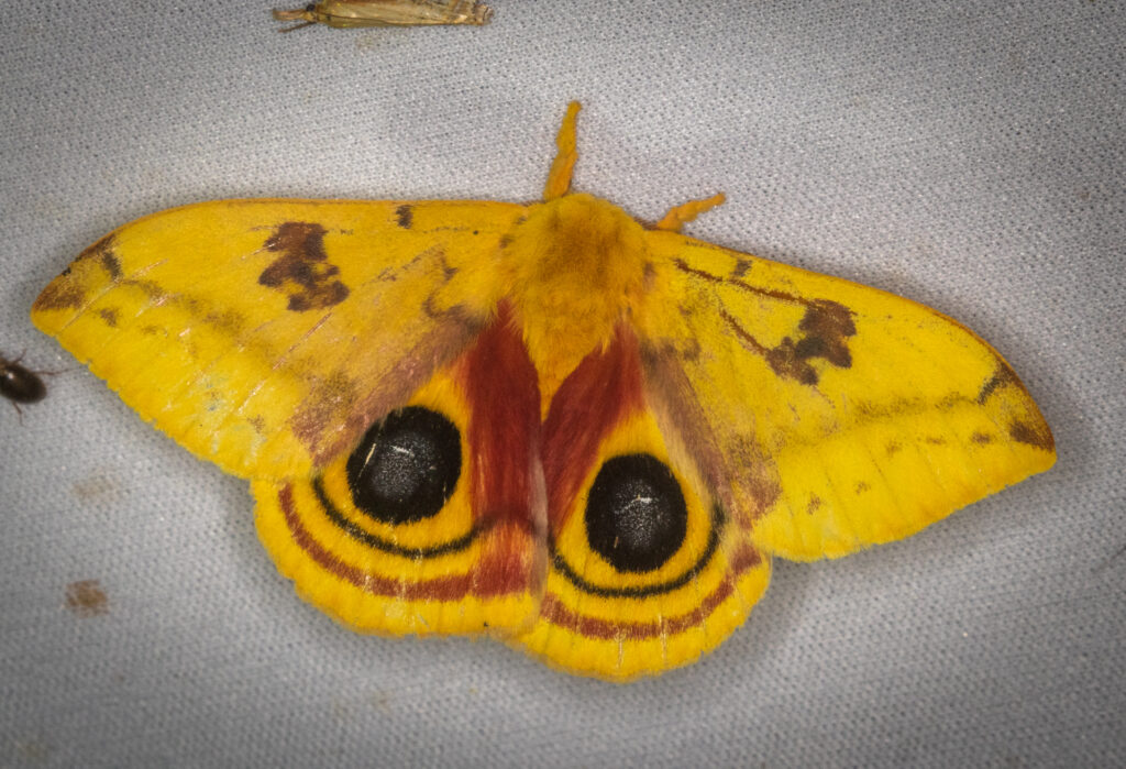 Yellow and black lo moth