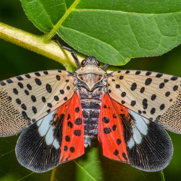 Spotted lanternfly