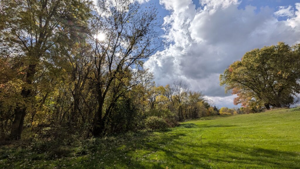 Line of trees next to an open field with clouds in the sky.