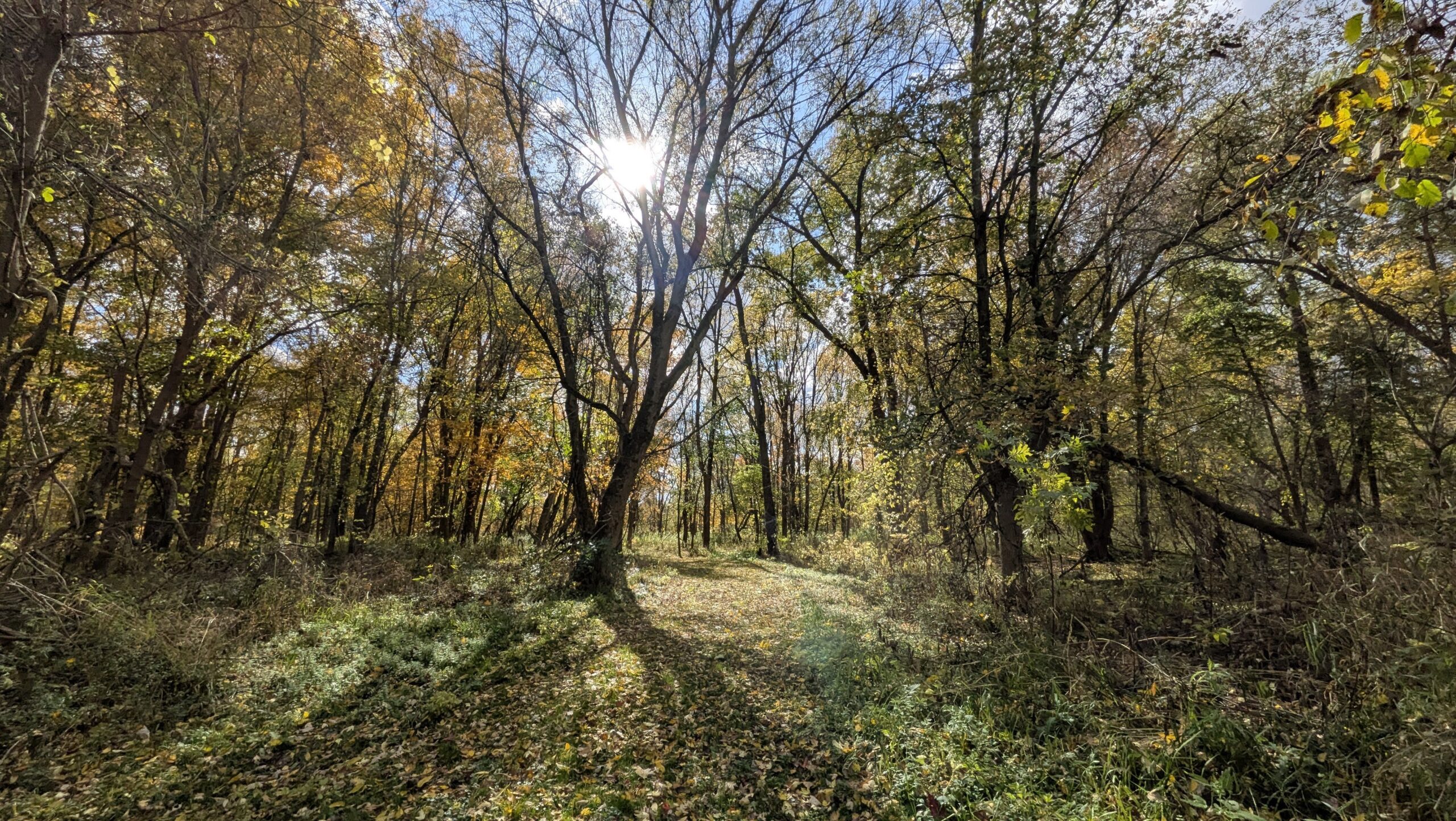 Forest of trees with only some leaves and sun coming through behind the trees.